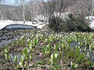 大型コテージ貸別荘 ホワイトラビ斑尾高原　沼の原湿原　水芭蕉